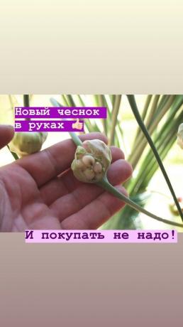 Frecce - niente aglio supplementare su un letto. Foto: blog.garlicfarm.ru