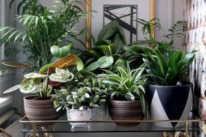 6 elegante e modo originale per decorare le vostre piante d'appartamento