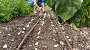 5 trucchi di base piantare l'aglio in inverno per produrre un grande raccolto