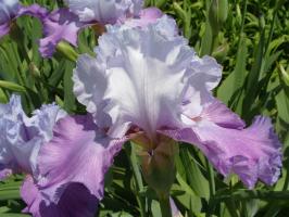 Le varietà di iris: un principiante giardinieri scegliere le piante