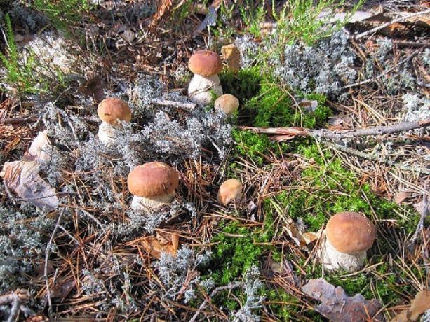 funghi bianchi nel loro habitat naturale