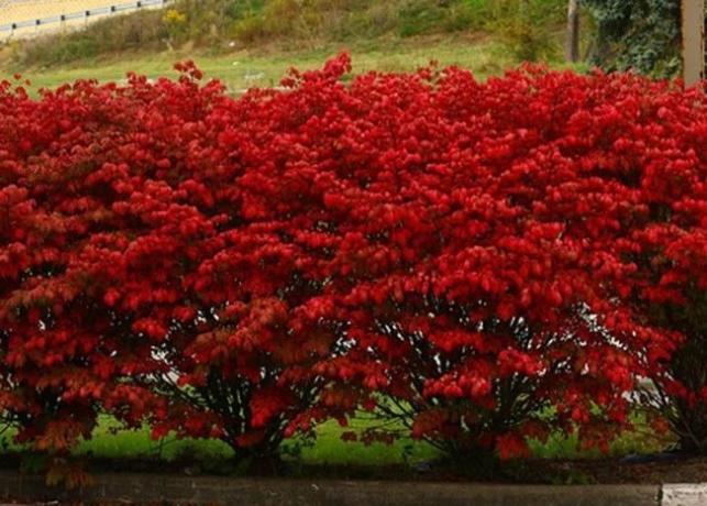 Foglie rosse in autunno Euonymus (landas.ru)