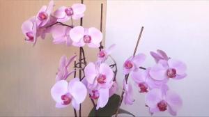5 errori nella cura di orchidea phalaenopsis