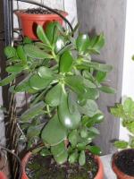 Jade Tree: caratteristiche di riproduzione e di dipendenza