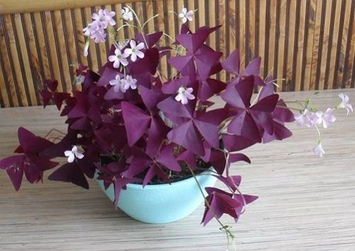 Oxalis diversi tipi di foglie da colorare. Ci sono verde, variegato, viola