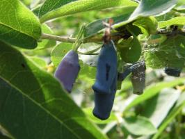 Caratteristiche cura primavera caprifoglio