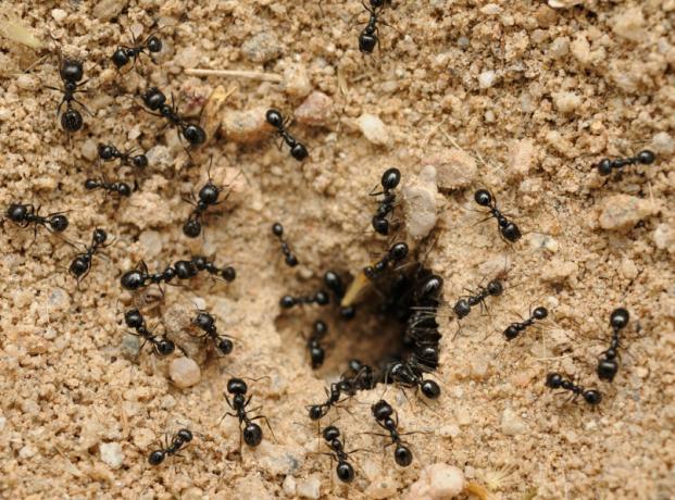 Come liberarsi di formiche che utilizzano soda | Giardinaggio e orticoltura