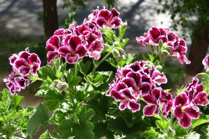 leggende di fiori dire che i gerani hanno un periodo di riposo in inverno, poi per farti piacere così shapischami