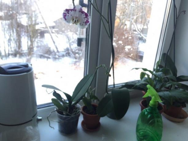 orchidea idratante Inverno