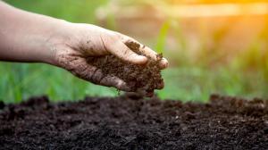 Il modo più semplice per determinare l'acidità del suolo