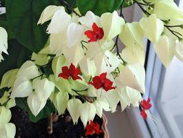 Il destino dell'albero, o come far crescere casa Clerodendrum