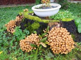 Mentre il paese a crescere un grande raccolto di miele agarico