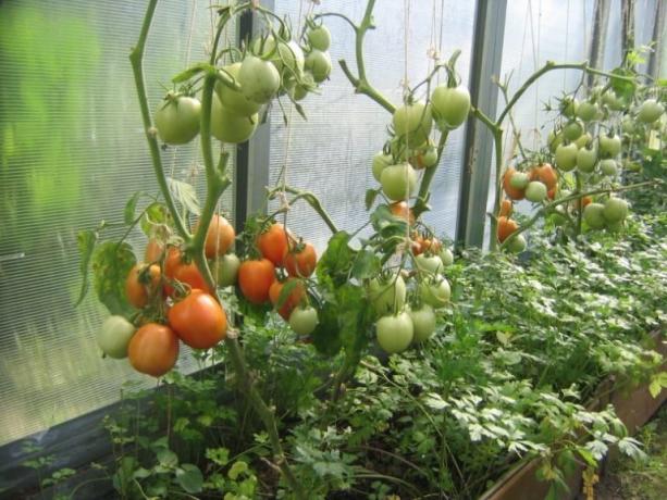 Pomodori maturazione in serra possono essere accelerate! (Mojateplica.ru)