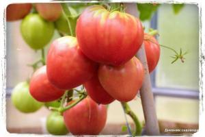 5 la maggior parte delle varietà di pomodoro dolce