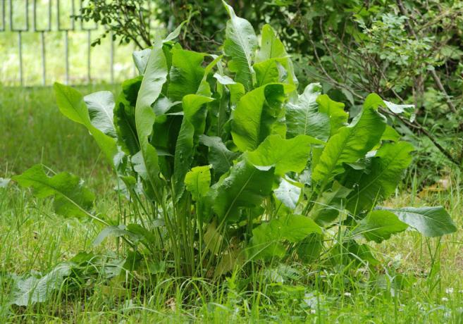 Come sbarazzarsi di rafano, o daylilies? | Giardinaggio e orticoltura