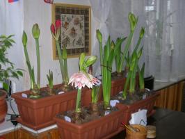 Cura dopo la fioritura Hippeastrum. Alcune regole importanti