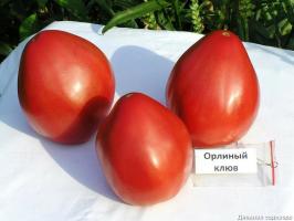 4 varietà di pomodoro migliori per le serre e terreno aperto. Top compilato da esperti.