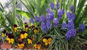 Fiori a bulbo sul balcone - come evitare gli errori