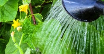Cetrioli, essendo piante tropicali come l'umidità (dacha.help)