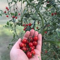 Cherry Perché dovrebbe pensare prima di pomodori piantare? unico neo