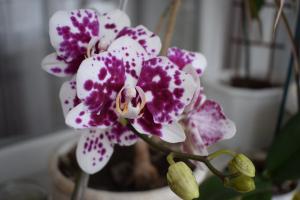 5 passi per una casa bellissima orchidea phalaenopsis