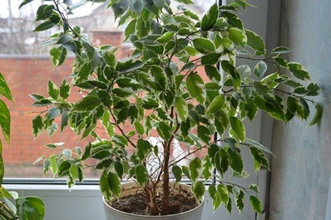 Ficus benjamina sta guardando dalla piccola finestra del paesaggio invernale fuori dalla finestra. Foto: houser.su