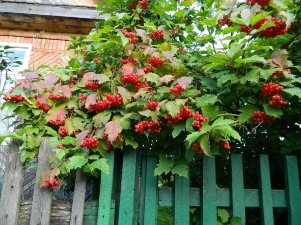 Red Viburnum pennello autunno (green-ekb.ru)