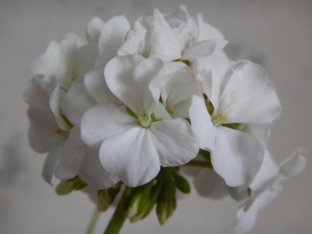 Bianco geranio - uno dei miei preferiti! foto private