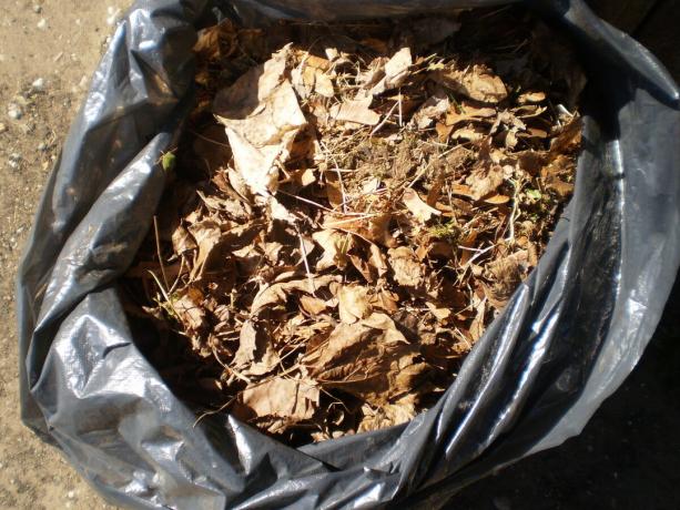 Lettiera in un sacco della spazzatura per il compostaggio