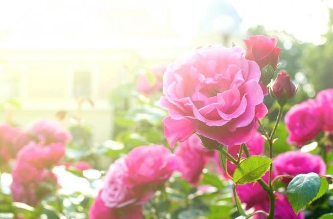 Blooming rosa. Foto in questo articolo - prese da Internet.