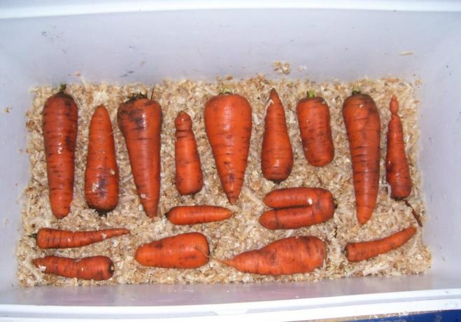 La segatura è grande per lo stoccaggio di carote | Giardinaggio e orticoltura