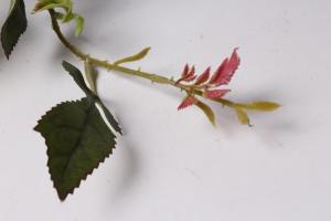 La potatura delle rose in estate per la seconda ondata di fioritura 🌹 fa ogni anno: come e perché