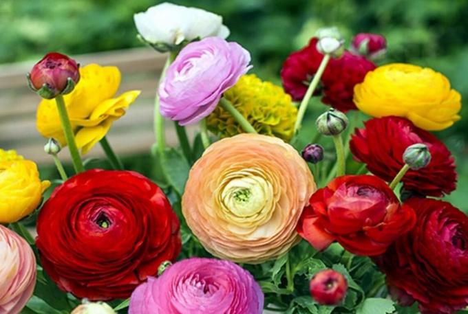 Scegli colorare a suo piacimento: ciò che è giusto per il vostro giardino di fiori? O forse come una miscela eterogenea, come nella foto?