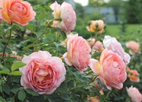 Come rendere la seconda ondata di fioritura delle rose nel mese di agosto