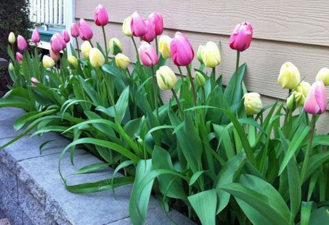 Alla domanda: "Quando è meglio tulipani vegetali" Io dire con certezza - caduta!