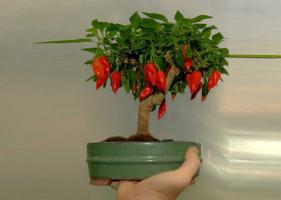 Come far crescere su un davanzale peperoni lunghe e calde