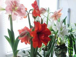 10 regole che rendono Hippeastrum bella fioritura. suggerimenti utili