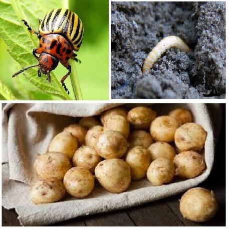 Nella foto - parassiti di patate: Colorado beetle e wireworms
