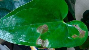 Macchie scure sulle foglie di piante d'appartamento: come si determina la causa e salvare il fiore