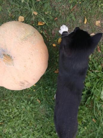 Zucca e gatto (quest'ultimo molto voleva entrare in scena)