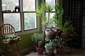 5 piante casa tropicale che richiedono poca o nessuna manutenzione