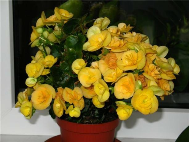Esemplare fioritura gialla begonie Eliator (Yellow Stone.). Foto: fedsp.com