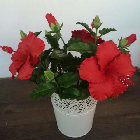 Abbiamo Hibiscus bloom anche i giovani, talee radicate di recente. Con il giusto approccio alla cura, naturalmente