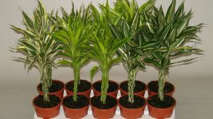 Dracaena Sander: come prendersi cura di un fiore a casa