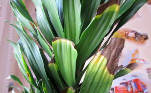 Foglie in Dracaena cadono? Risolviamo il problema insieme