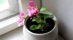 5 possibili problemi begonias crescenti