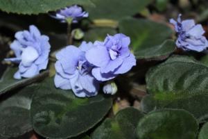 4 migliore alimentazione per fioritura violette tappo