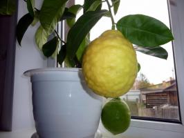 La scelta di una casa adatta per una varietà di limoni correttamente