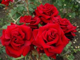 5 passi un'attenta preparazione di rose nel giardino al gelo d'inverno e nel mese di agosto