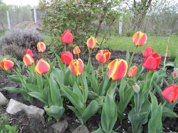 Ti piacciono i tulipani bi-color?